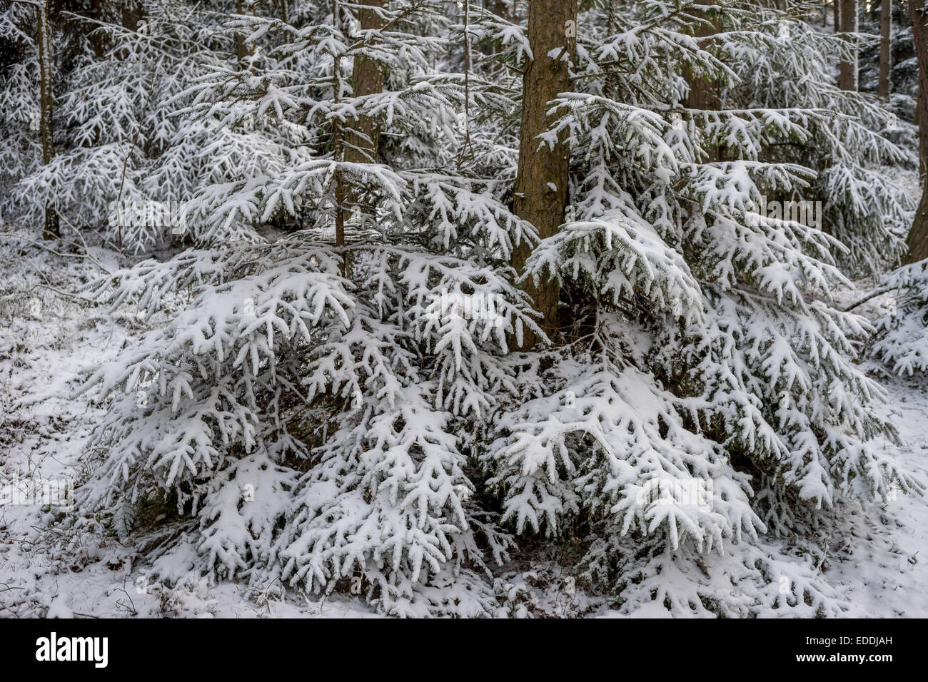 Fichte-Wald mit Schnee bedeckt Stockfoto