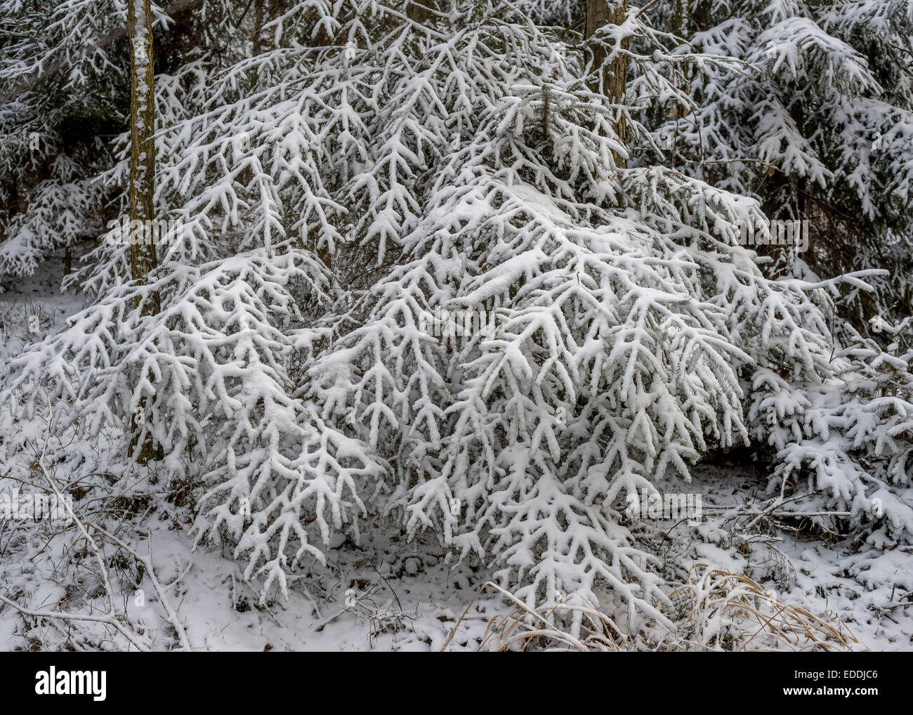 Fichte-Wald mit Schnee bedeckt Stockfoto