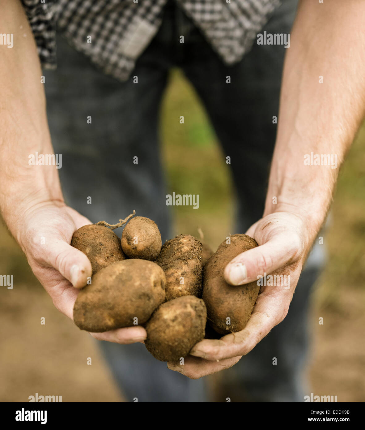 Mann, der eine Handvoll frisch geerntete Kartoffeln in seinen Händen hält. Stockfoto