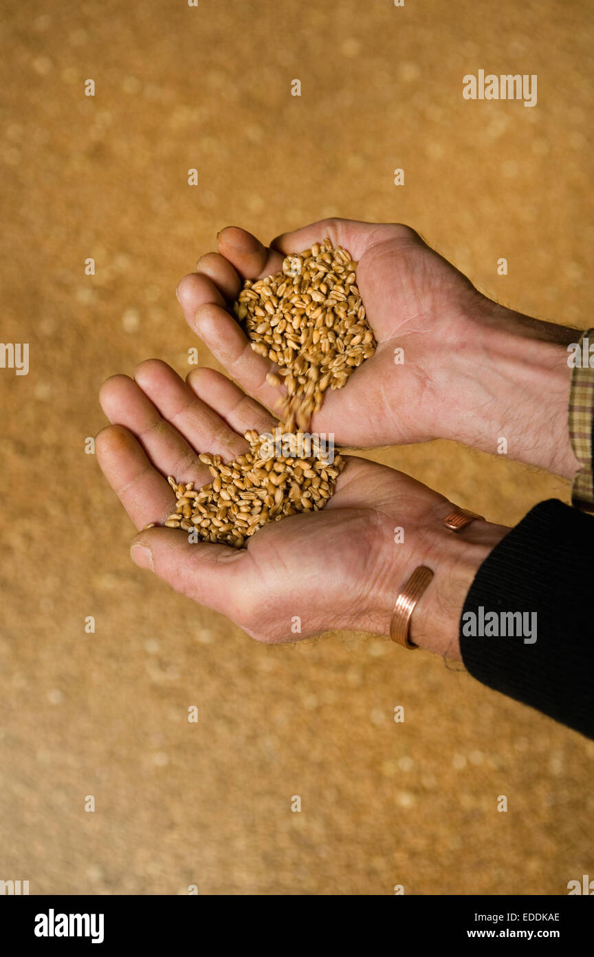 Nahaufnahme eines Mannes Hände Gießen Weizen aus einer Hand in die andere. Stockfoto