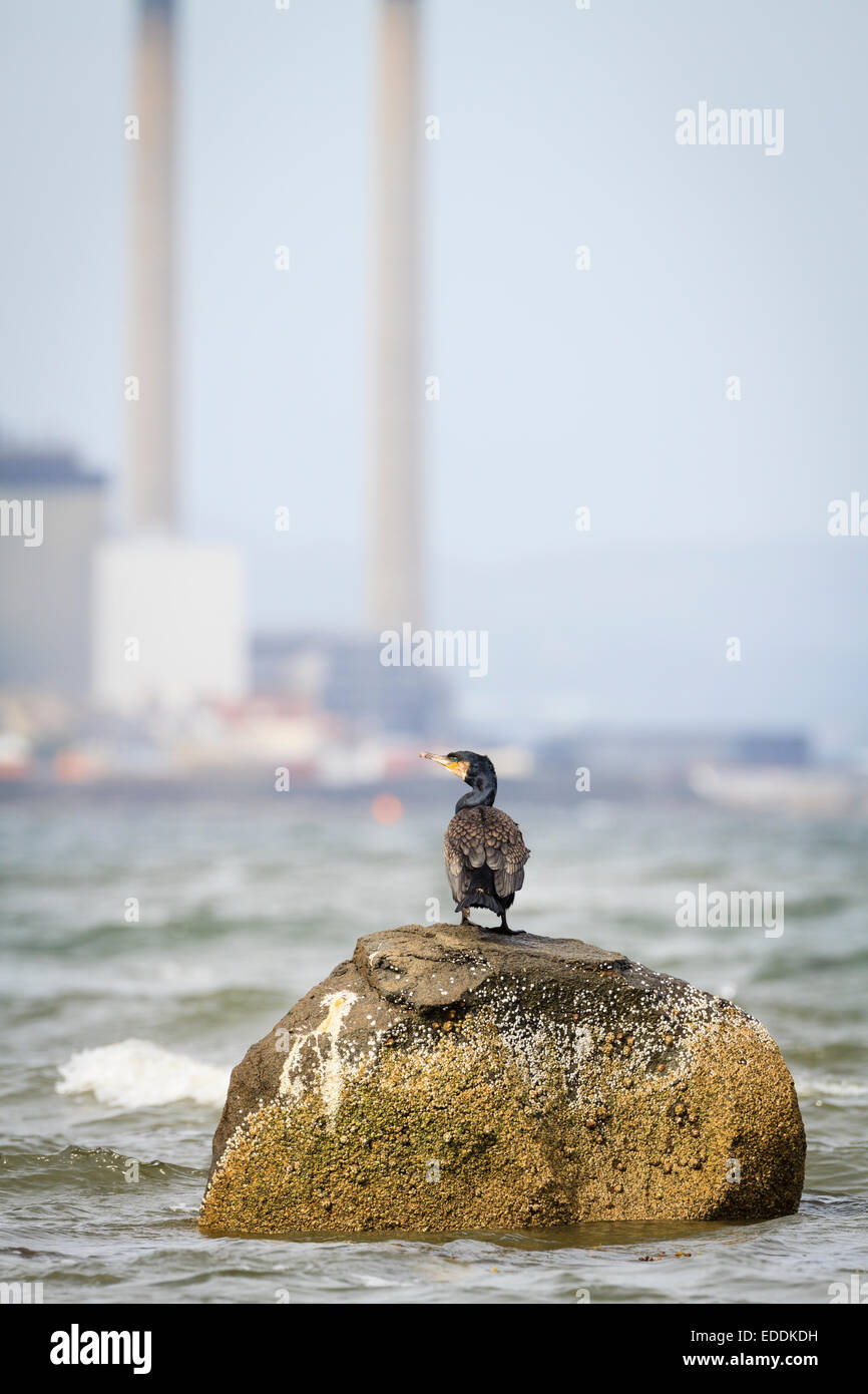 Kormoran (Phalacrocorax Carbo) thront auf Felsen mit Industrieschornsteine im Hintergrund. East Lothian. Schottland. VEREINIGTES KÖNIGREICH. Stockfoto