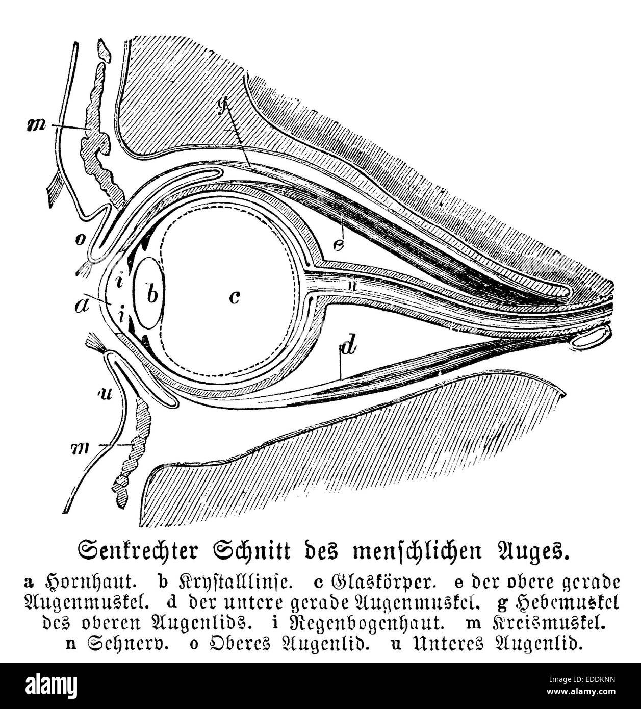 Abschnitt des menschlichen Auges Stockfoto