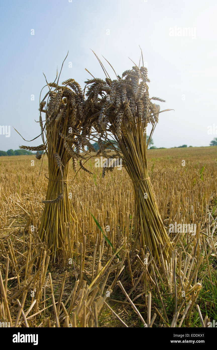 Zwei Garben von Weizen in einem Feld in Gloucestershire. Stockfoto