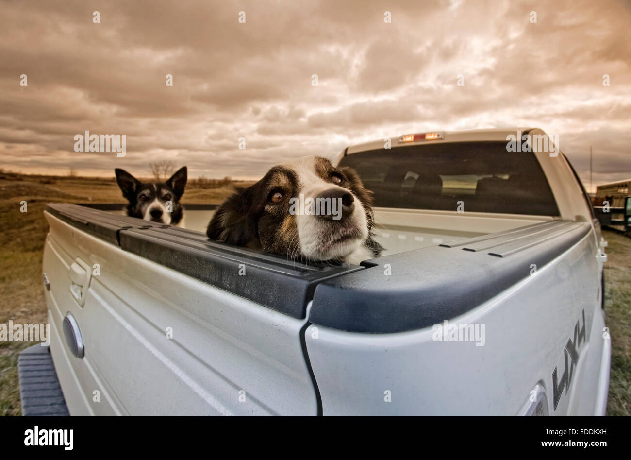 Zwei Hunde über den Rücken eines Pick-up-Trucks spähen. Stockfoto