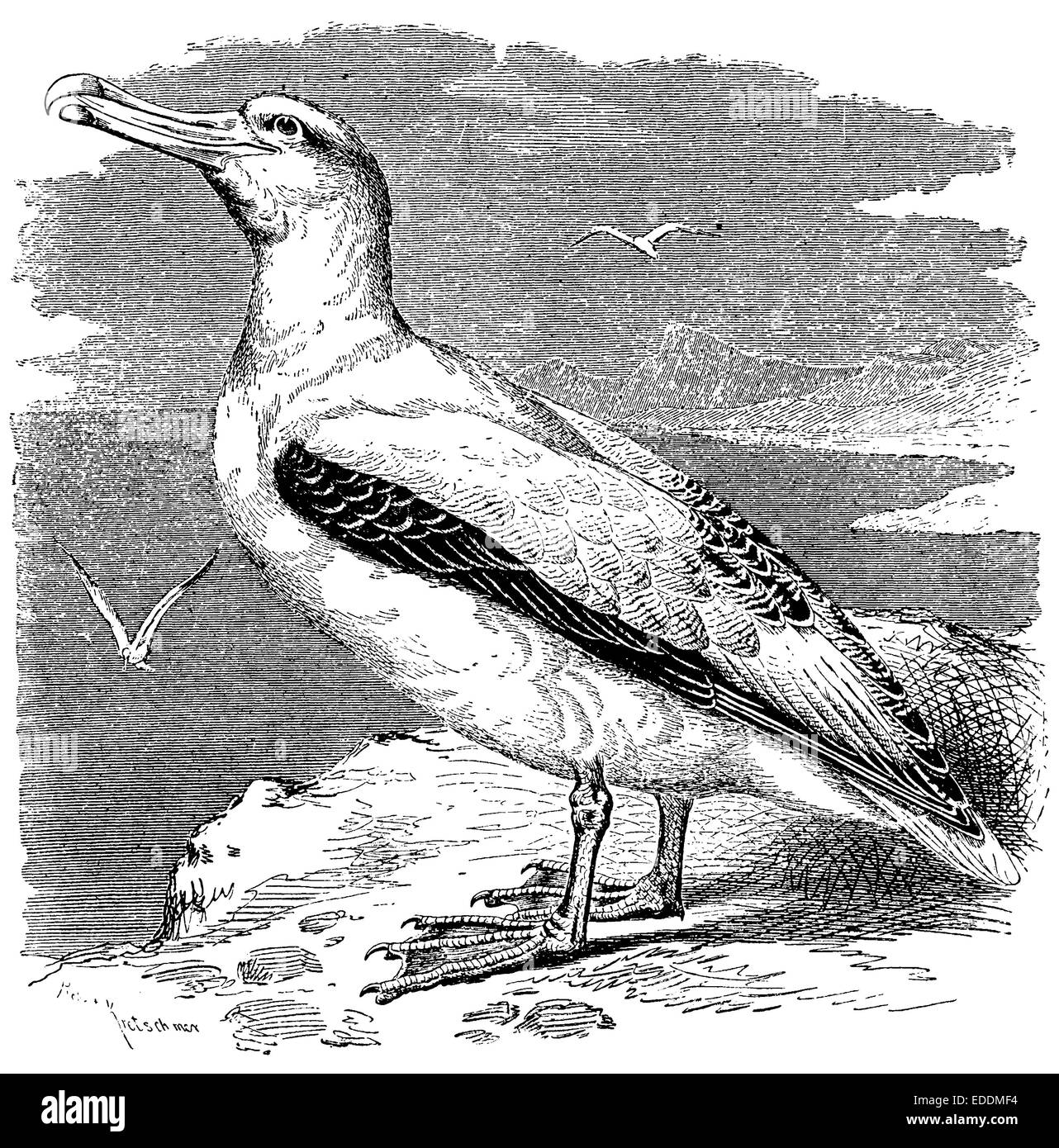 Albatros Stockfoto
