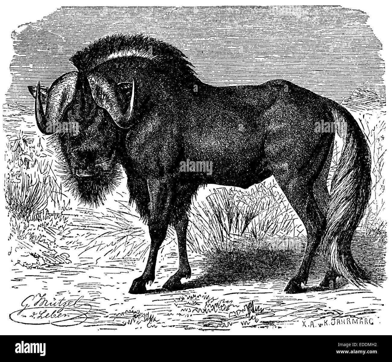 GNU Stockfoto