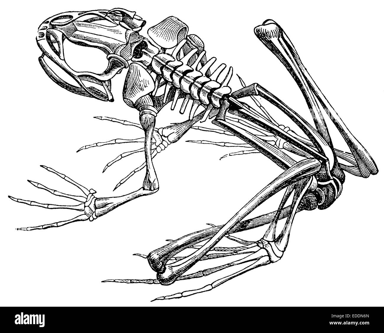 Frosch: Skelett Stockfoto