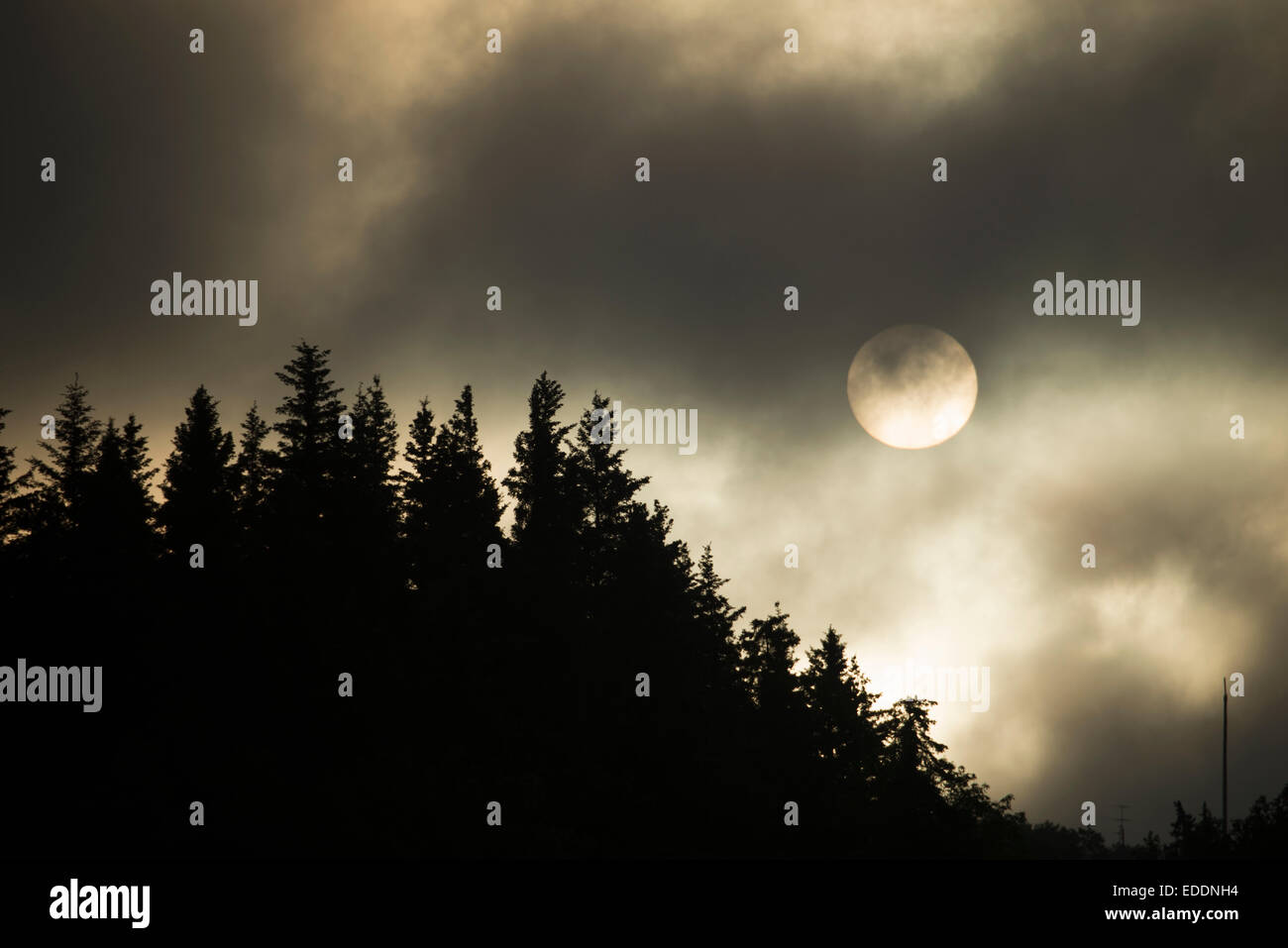 Die Sonne am Himmel über Pinien, von Nebel und Wolke gehüllt. Stockfoto