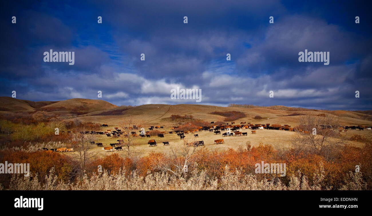 Eine große Herde von Rindern auf offenes Grasland. Roundup. Stockfoto