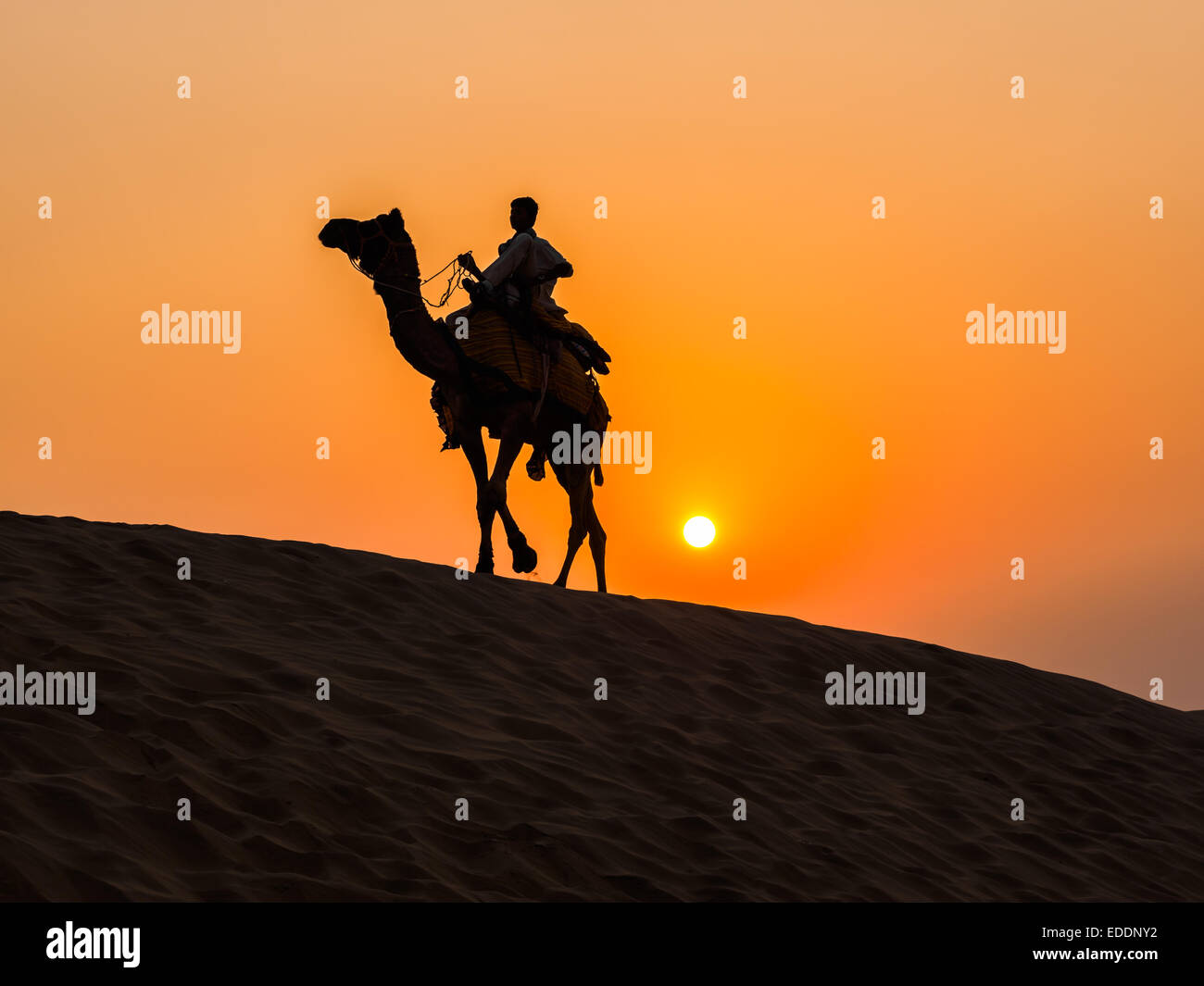 Kamele bei der Thar-Wüste in der Nähe von Jaisalmer in Rajasthan, Indien Stockfoto