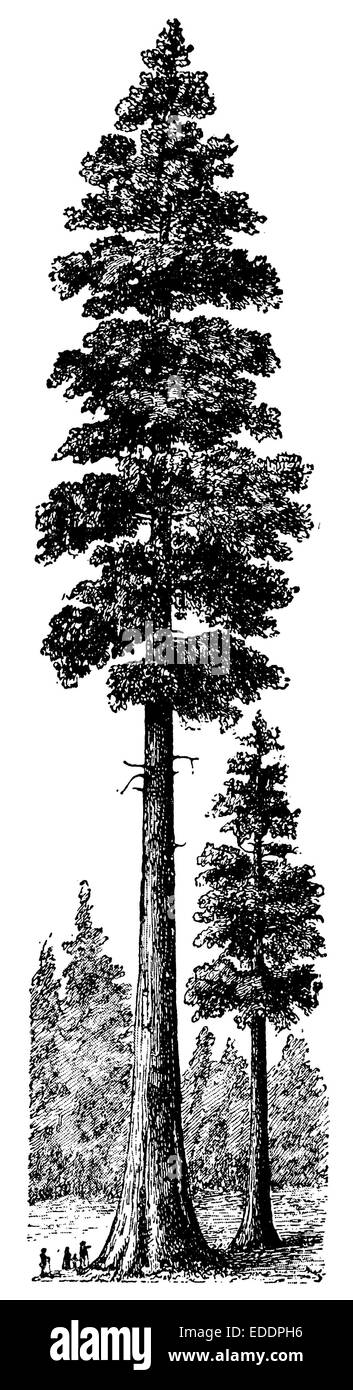 Sequoia sempervirens Stockfoto