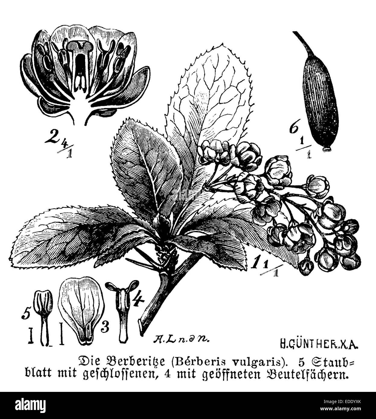 Berberis vulgaris Stockfoto