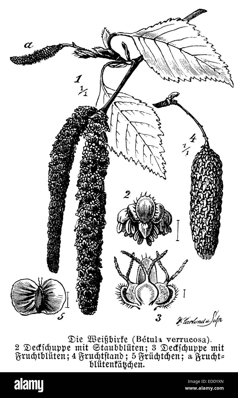 Betula-Pendel (SY Betula verzweigt, Betula Alba) Stockfoto
