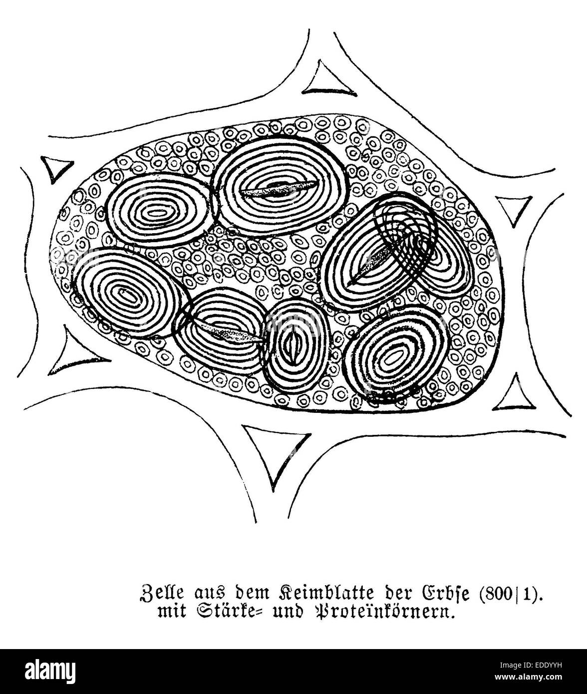 Zelle aus Dem Keimblatts der Erbse, Mit Staerke Und Proteinkoernern Stockfoto
