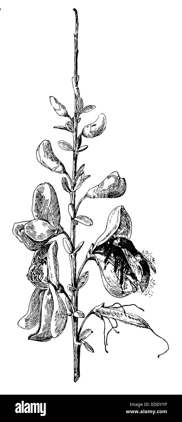 Cytisus Scoparius (SY Sarothamnus Scoparius) Stockfoto