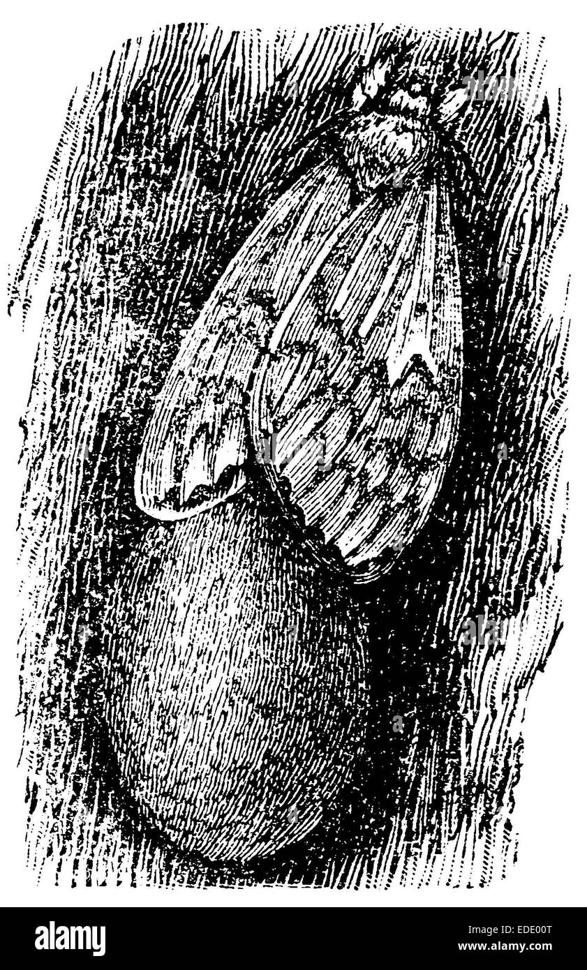 Schwammspinner: Weibchen Mit Eierschwamm Stockfoto