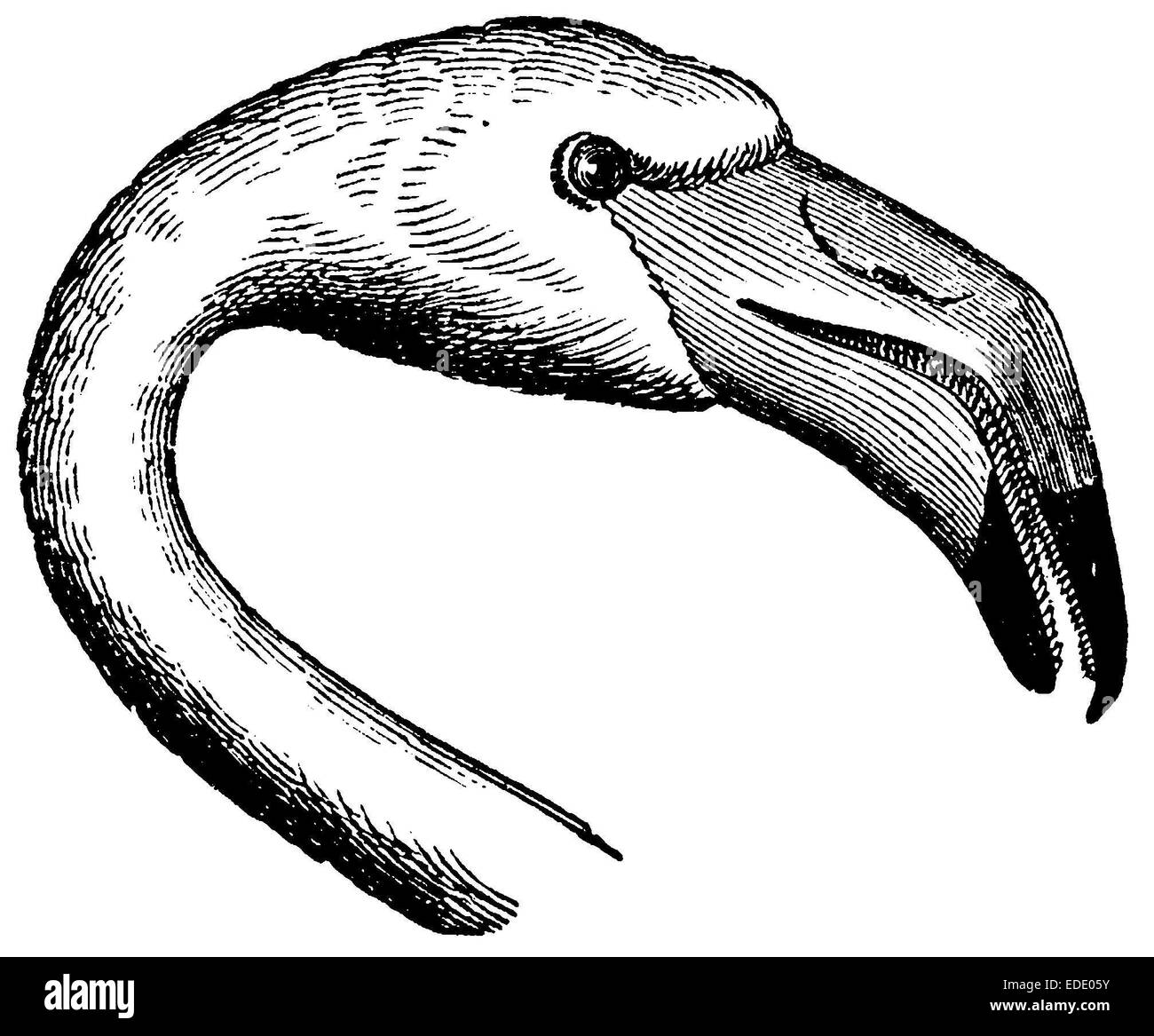 Flamingo: Kopf Stockfoto