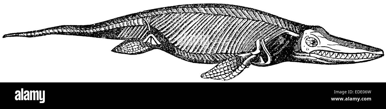 Ichthyosaurus Stockfoto
