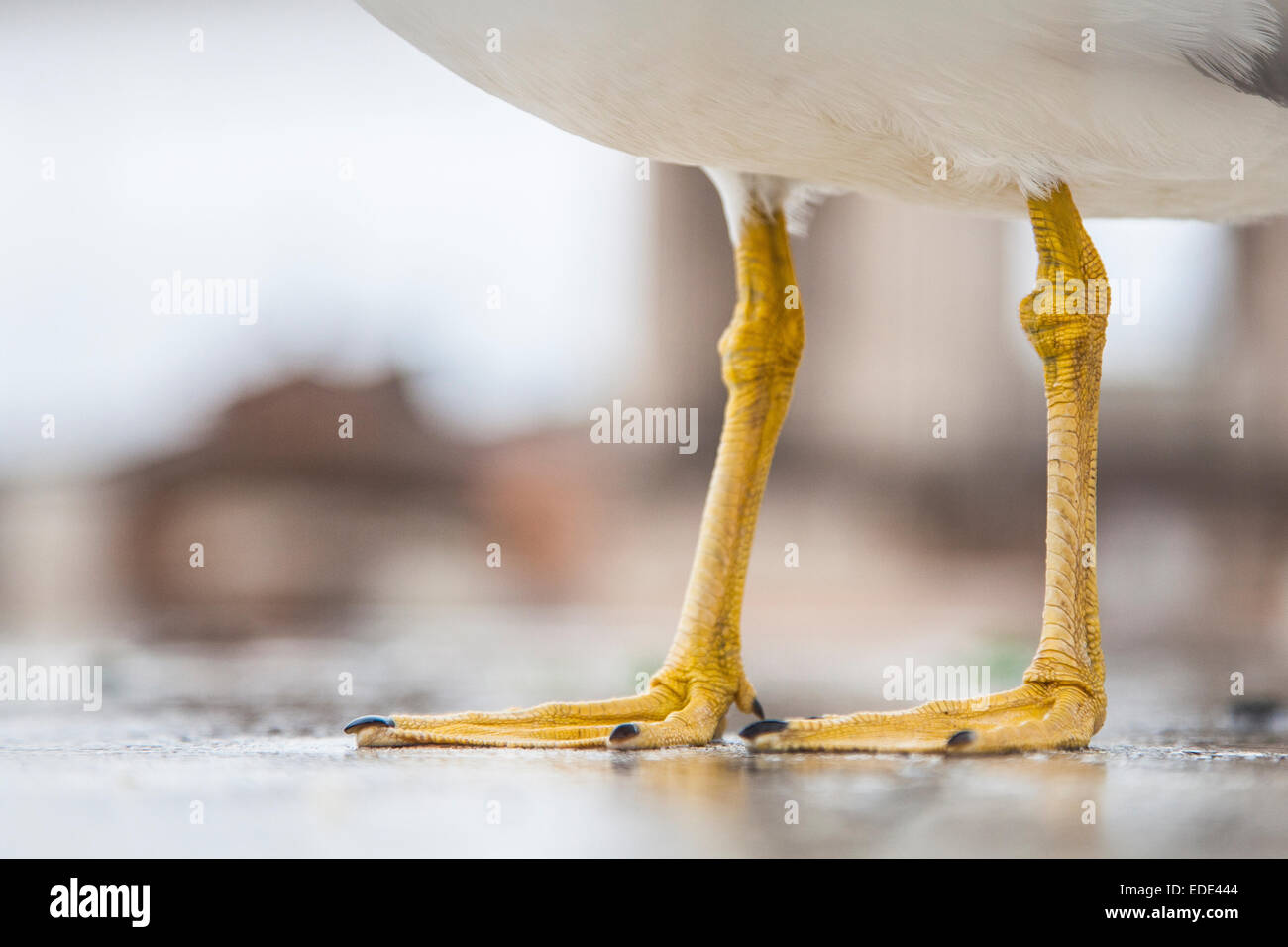 Füße einer Möwe aus der Nähe Stockfoto