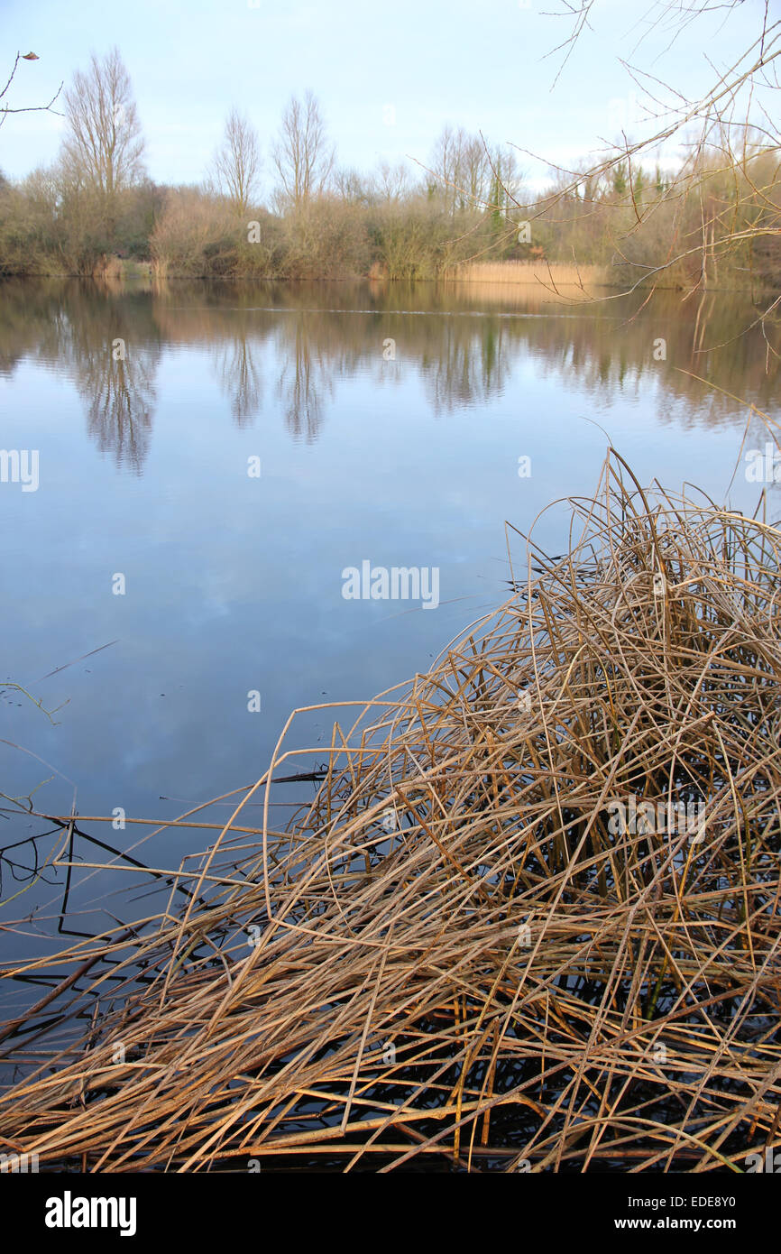 Kiesgrube und Schilf im Winter Milton Country Park Cambridgeshire Stockfoto