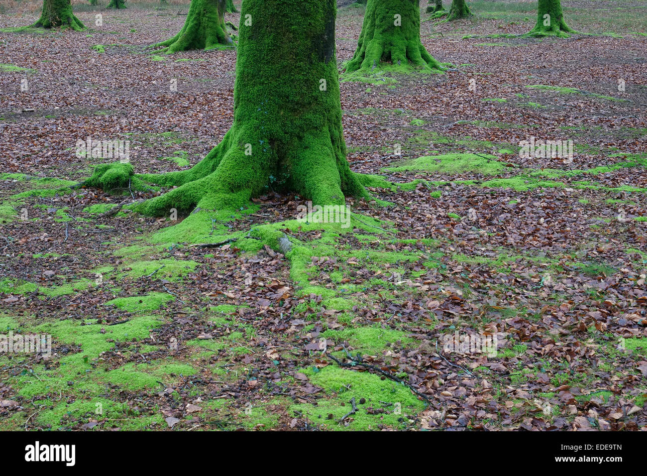 Grüne Moos bedeckte Baumstämme im Wald, normandie, frankreich Stockfoto