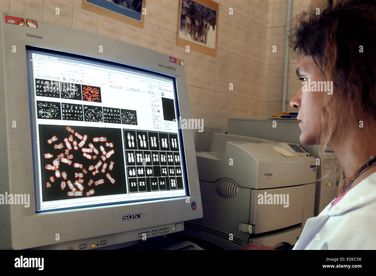 Universität von Mailand (Italien), Institut für Biologie und Genetik, Analyse der Chromosomen Stockfoto Universität von Mailand (Italien), Institut für Biologie und Genetik, Analyse der Chromosomen Stockfoto