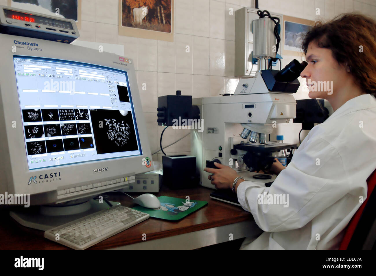 Universität von Mailand (Italien), Institut für Biologie und Genetik, Analyse der Chromosomen Stockfoto Universität von Mailand (Italien), Institut für Biologie und Genetik, Analyse der Chromosomen Stockfoto