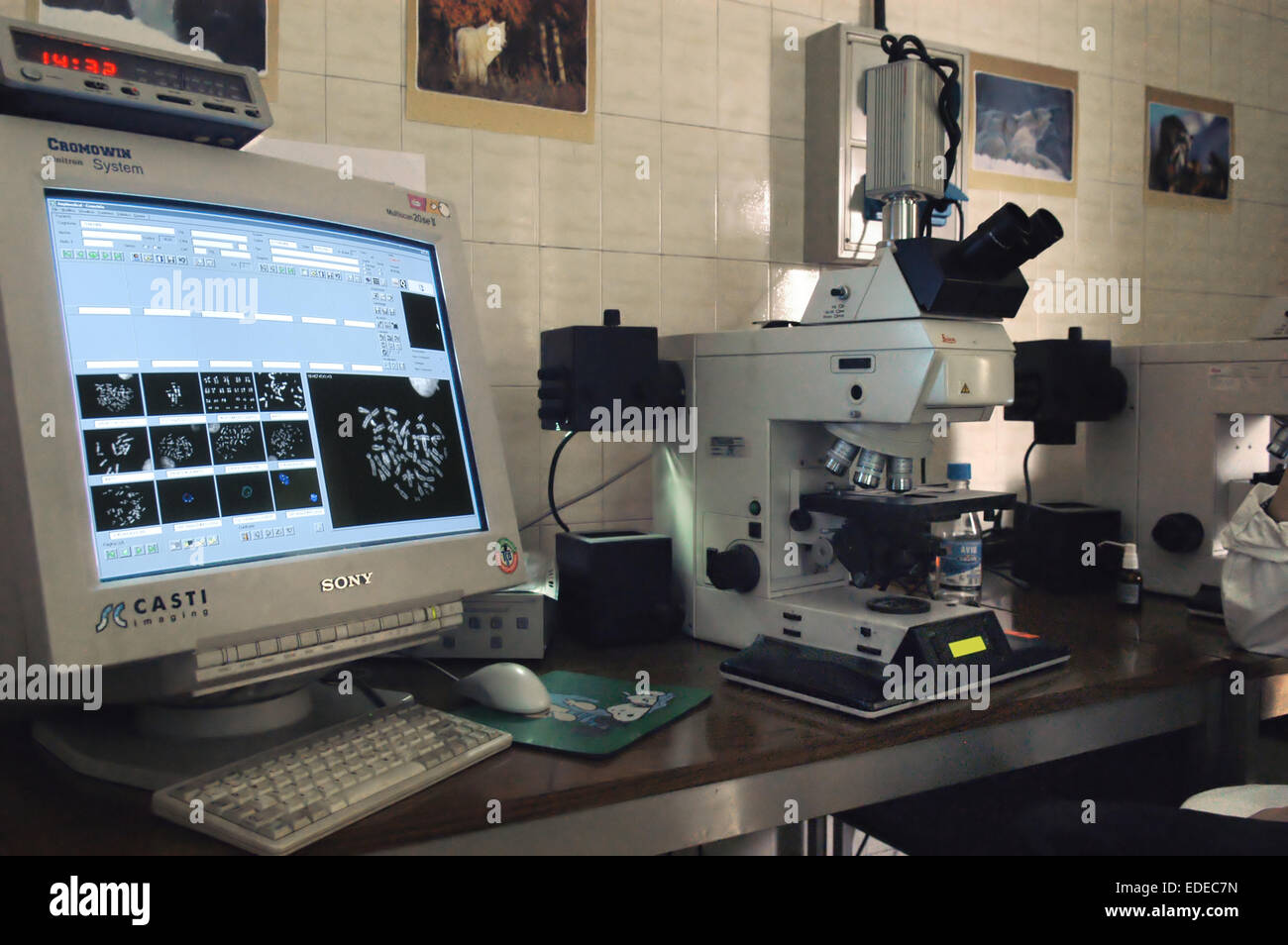 Universität von Mailand (Italien), Institut für Biologie und Genetik, Analyse der Chromosomen Stockfoto Universität von Mailand (Italien), Institut für Biologie und Genetik, Analyse der Chromosomen Stockfoto