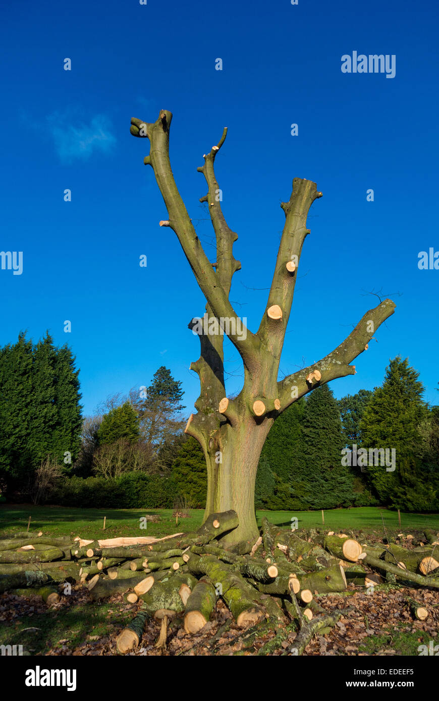 Notfallchirurgie am Baum Stockfoto