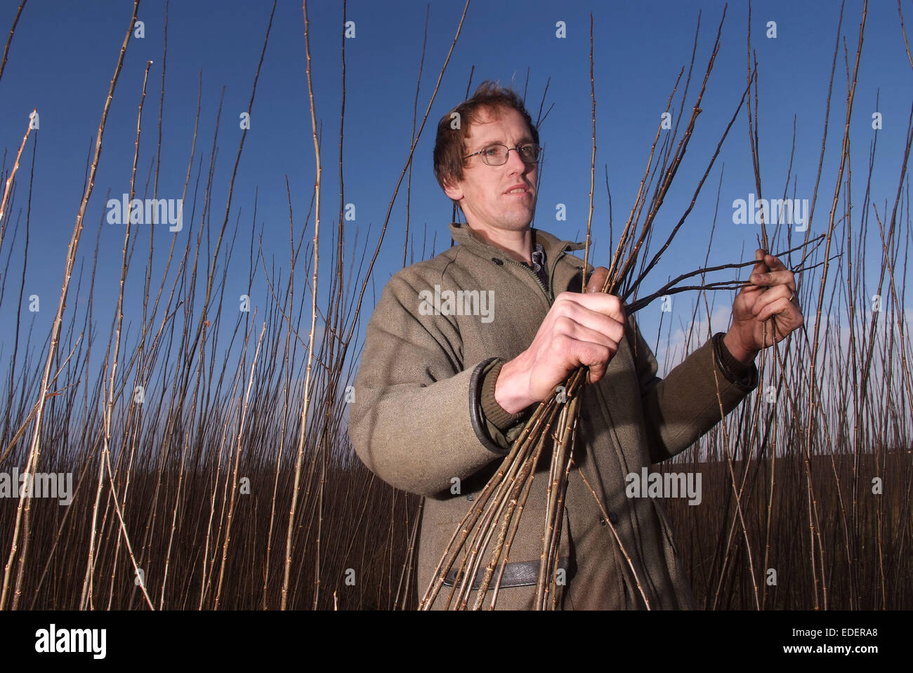 Weide wächst und schneiden auf den Somerset Levels, mit Produkten wie Körbe, Holzkohle und Särge. Stockfoto