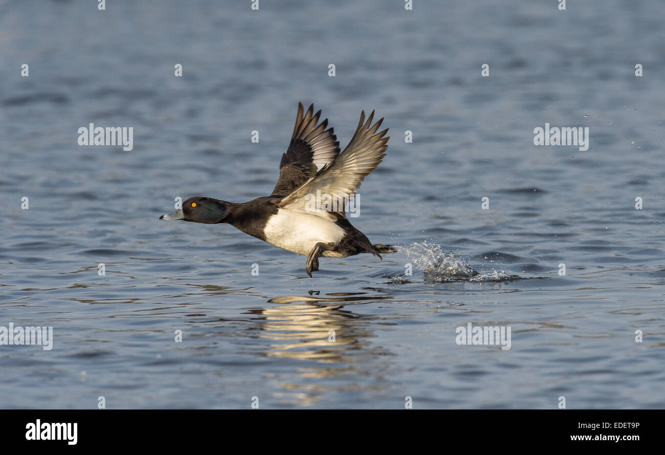 Erwachsene männliche büschelige Ente Aythya Fuligula Massenermittlung aus einem See. Stockfoto
