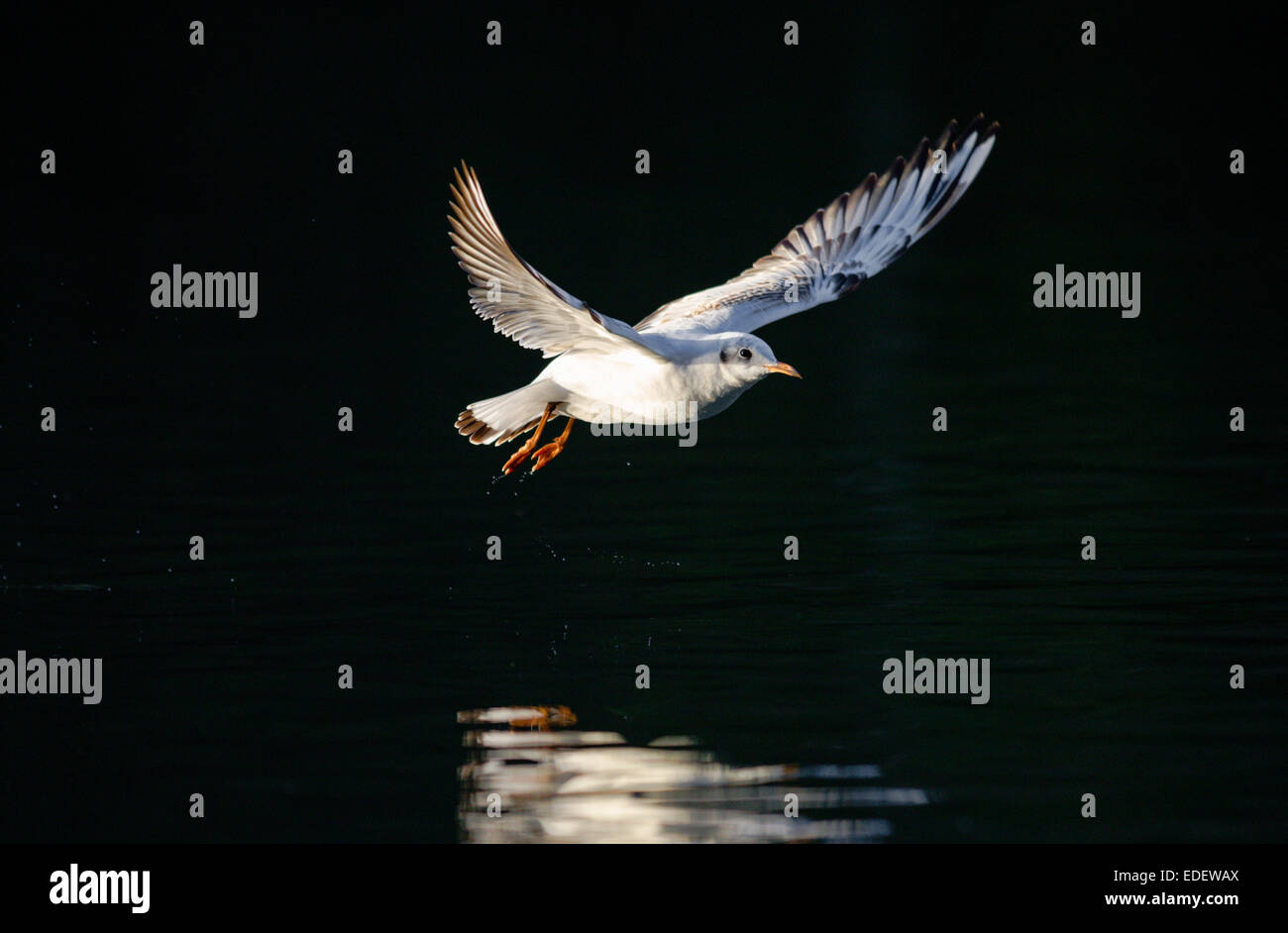 Black Headed Gull wegfliegen. Stockfoto