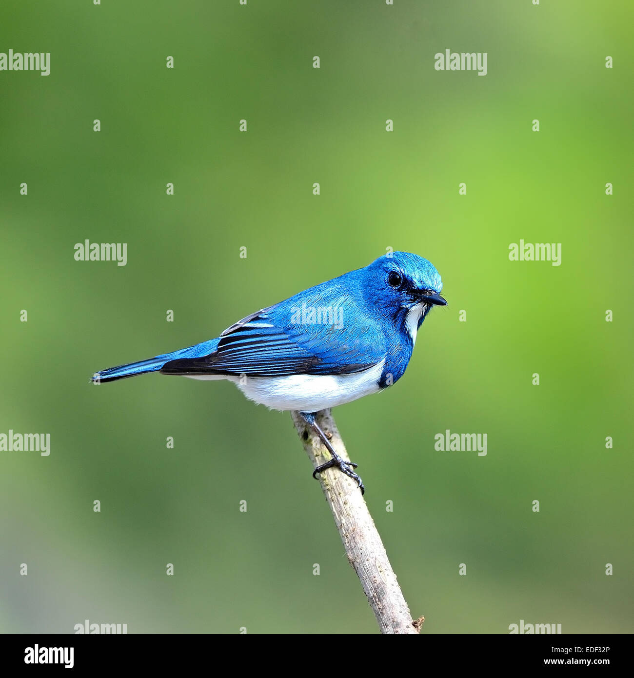 Bunten blauen und weißen Vogel, männliche Ultramarin-Fliegenschnäpper (Ficedula Superciliaris), hocken auf einem Ast, wieder Profil Stockfoto