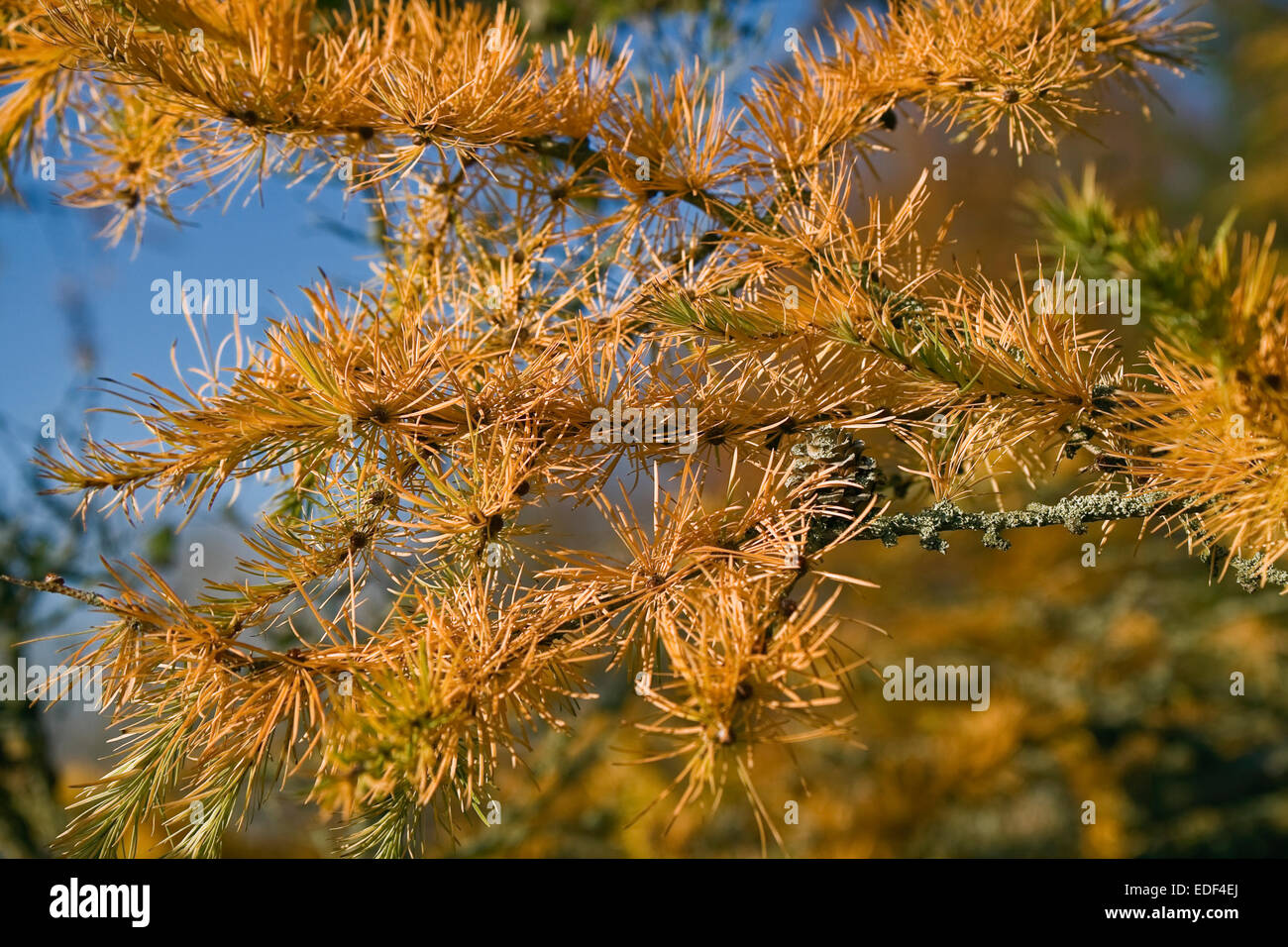 Lärchennadeln Baum im Herbst. Als Hintergrund kann Gebrauch sein werden. Stockfoto