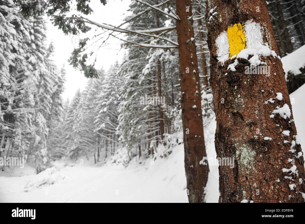 Gelbe Leiste markieren einen Wanderweg auf einem Baum im winter Stockfoto