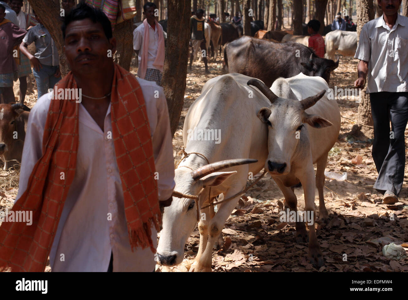 Mann mit seinem Vieh Pamela zu vermarkten, in der Nähe von Jagdalpur, Chhattisgarh, Indien Stockfoto