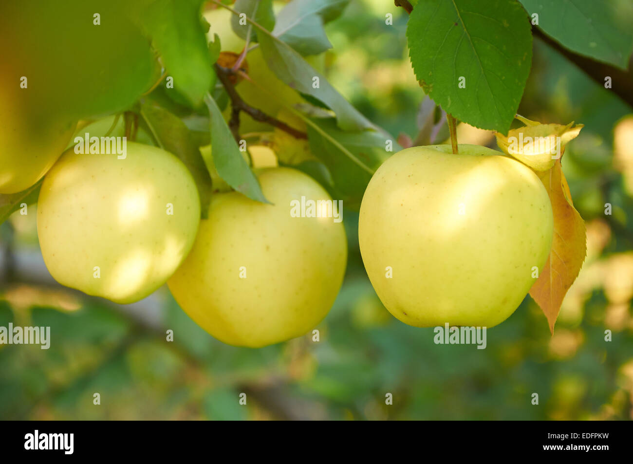 Reife grün gelben Äpfeln die Branche wächst weiter Stockfoto