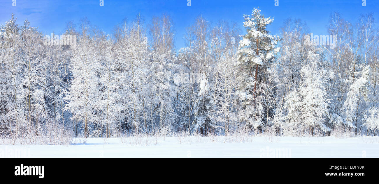 Winterlandschaft mit gefrorenen Bäumen Stockfoto