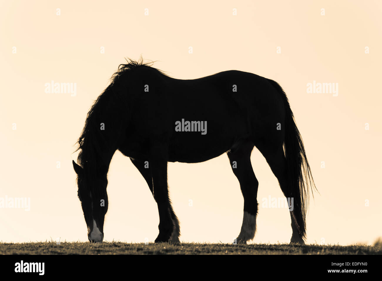 Pferd-silhouette Stockfoto