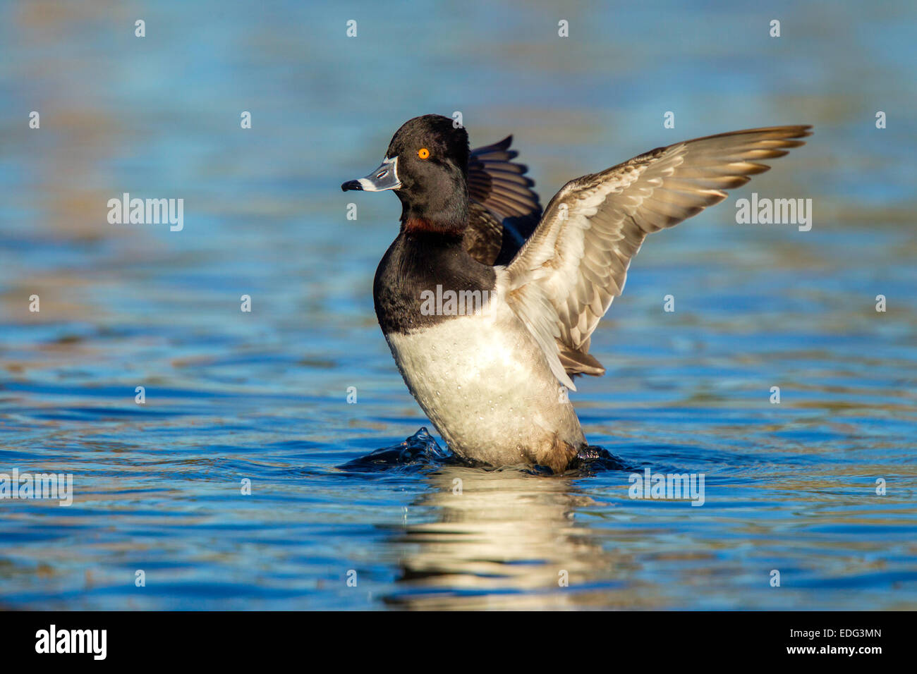 Ring – Necked Ente Aythya Collaris Tucson, Pima County, Arizona, USA 4 Januar erwachsenen männlichen mit Flügeln.     Anati Stockfoto