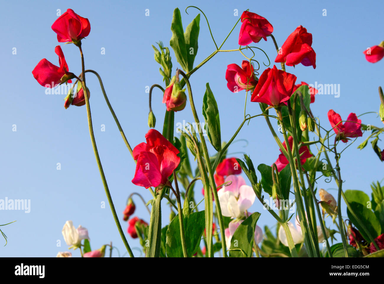 Rote süße Erbsen, Lathyrus man Stockfoto