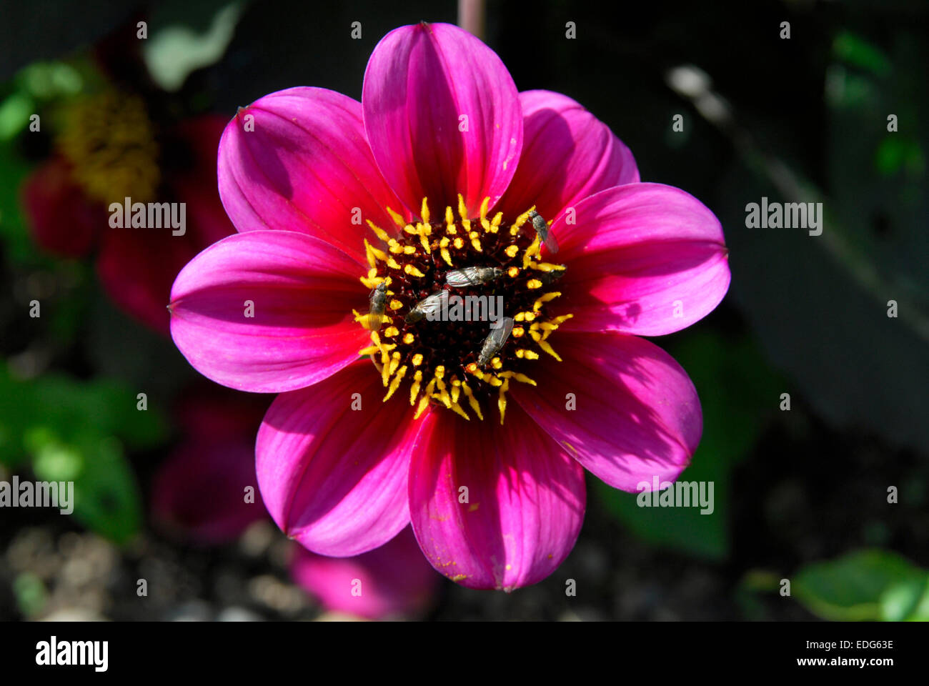 Hell rosa Dalia Blume, Blümchen, ernähren sich von pollen Stockfoto