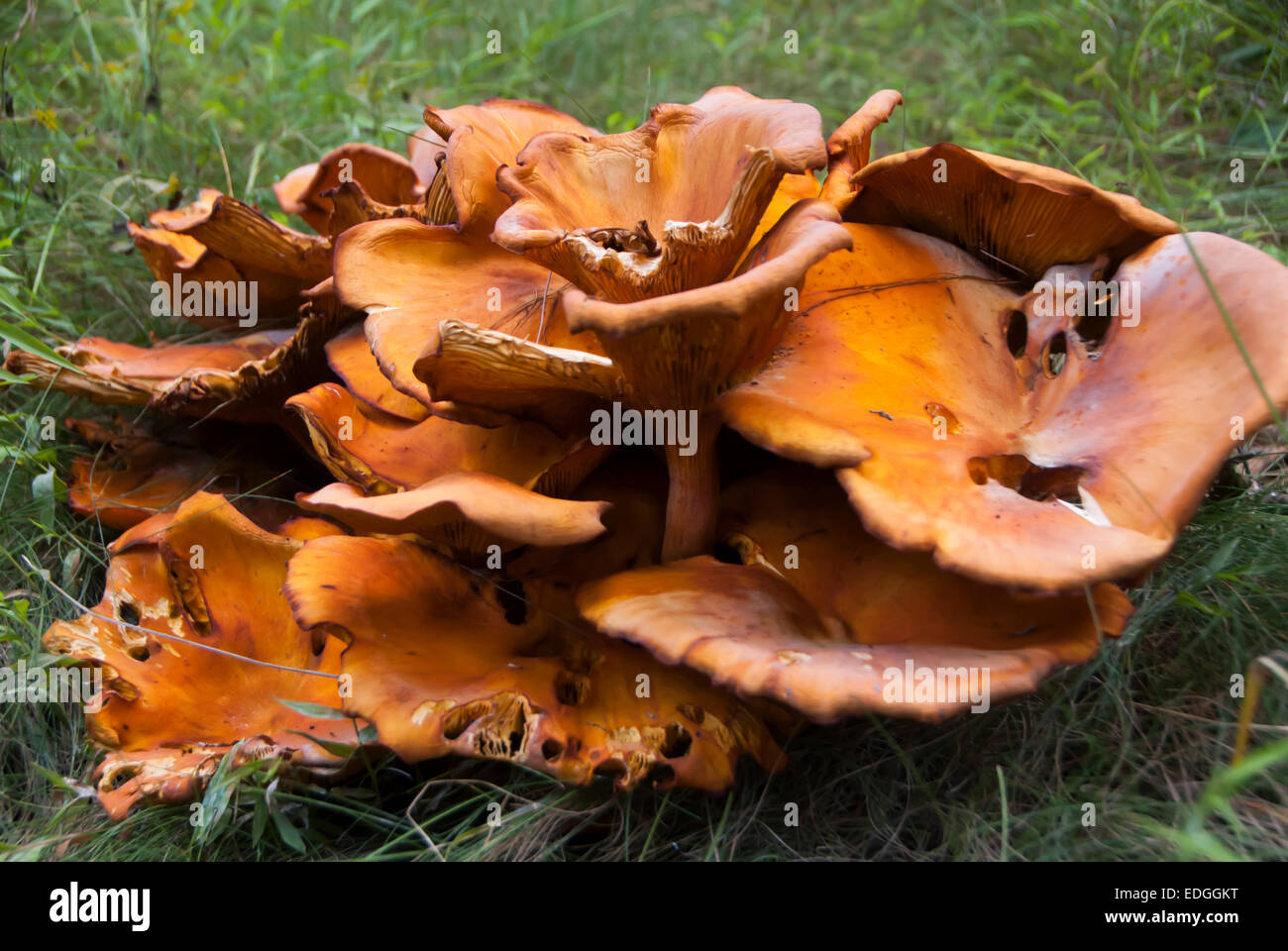 Orange Pilz Stockfoto