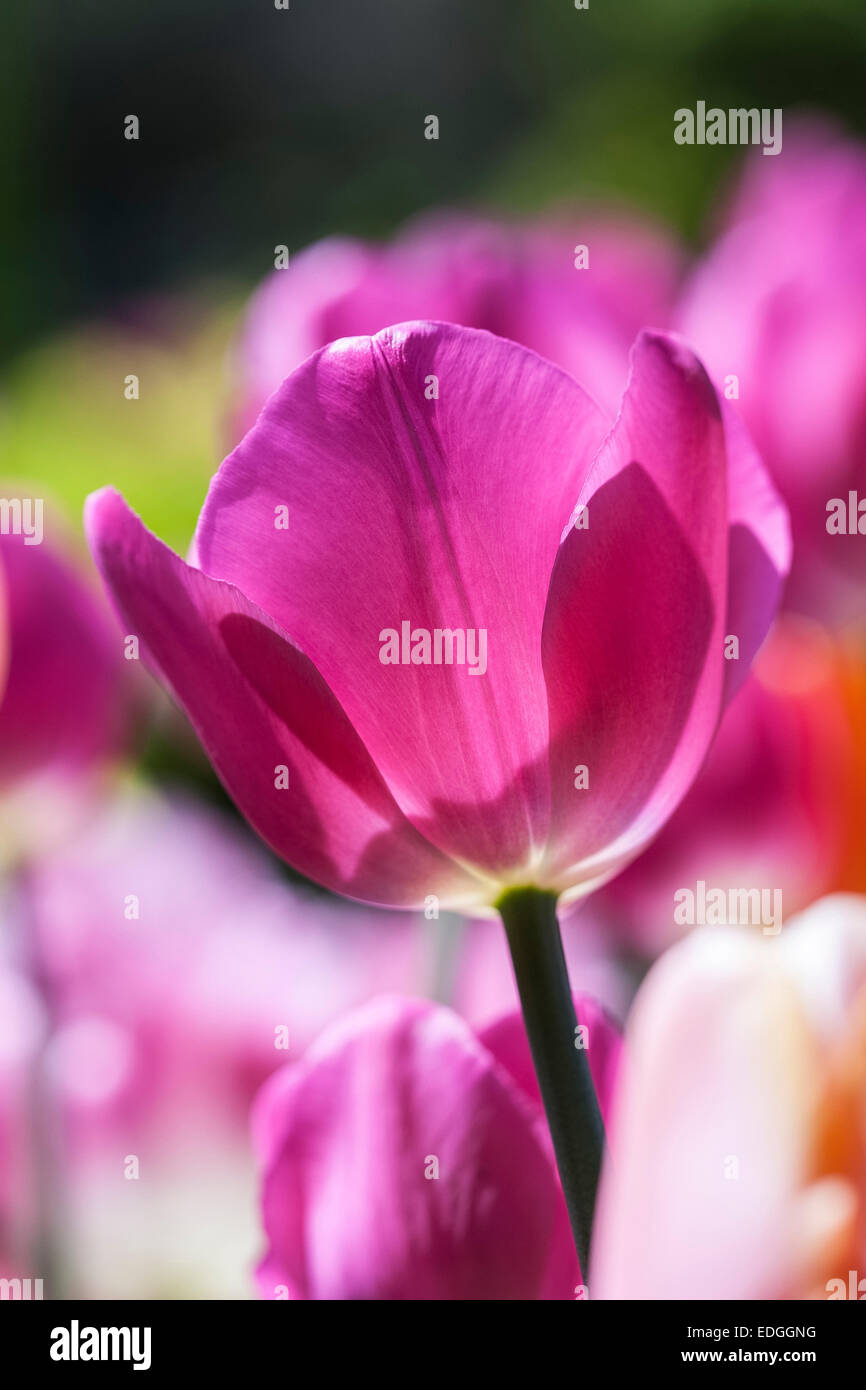 Tulpen in den Farben lila und Pastell Stockfoto