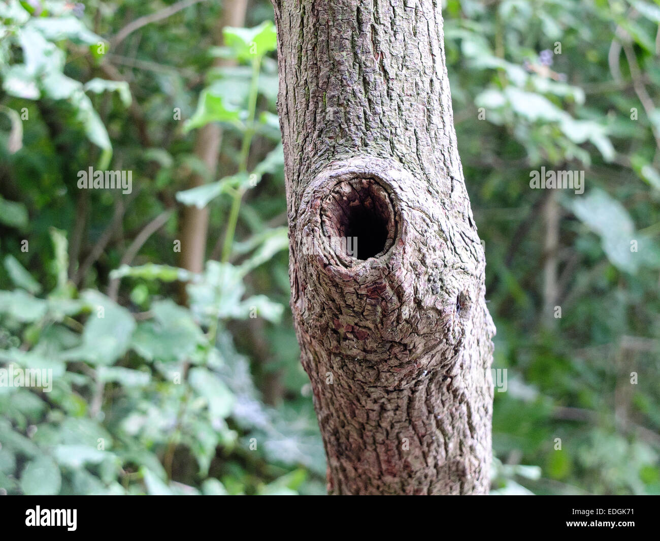 Astloch in einem Baum vor der Kulisse der grünen Dickicht. Stockfoto