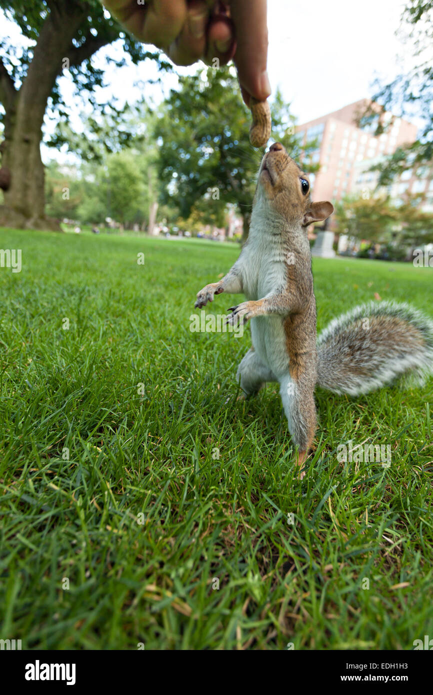 Ein Eichhörnchen füttern Stockfoto