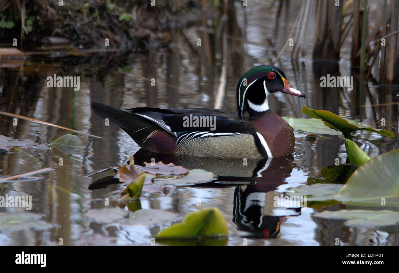 Männliche Brautente in den Sumpf am Point Pelee Nationalpark in Leamington, Ontario Stockfoto