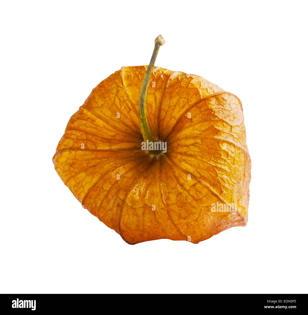Orange Physalis isoliert auf weißem Hintergrund Stockfoto