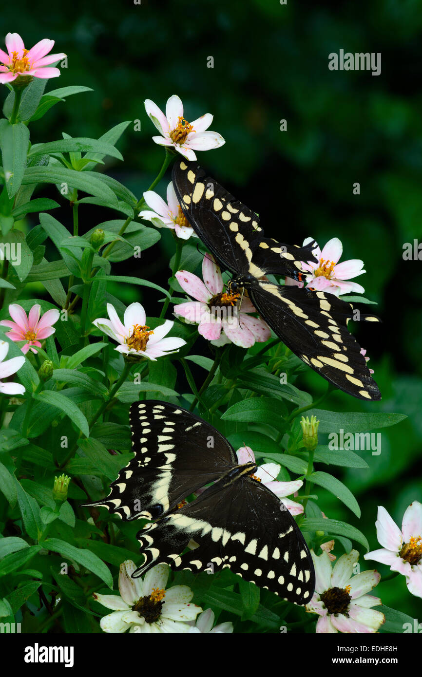 Trojas und riesigen Schwalbenschwanz Schmetterlinge Stockfoto