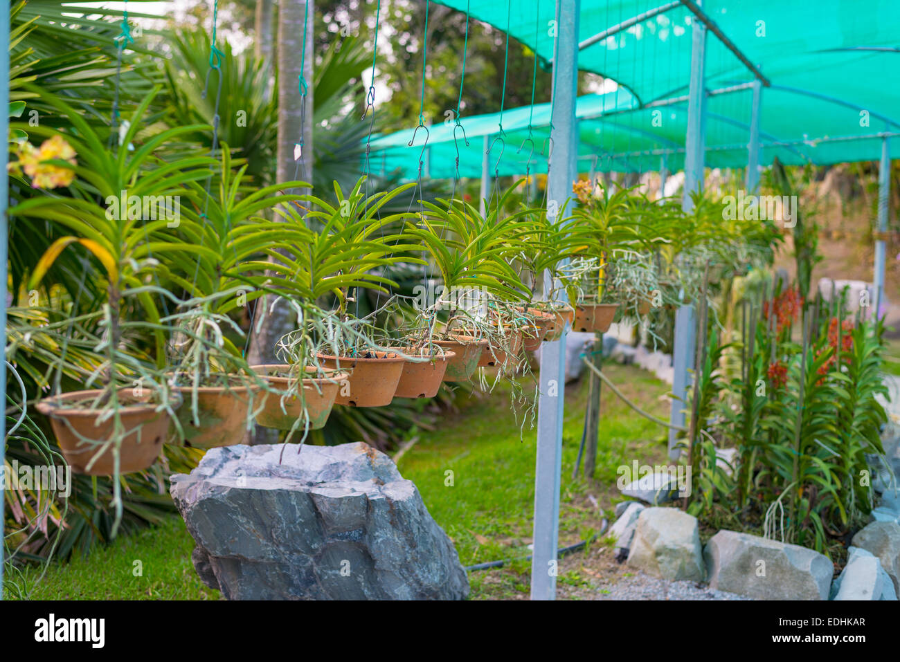 Öffentliche Baumschule und Gartencenter für tropische Blumen und Orchideen. Selektiven Fokus. Stockfoto